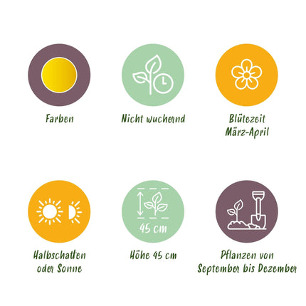 Blumenzwiebeln Narcissus Carlton – Gelb – 15 Stück – Zwiebelgröße 12/14 – Großblütige Narzissen für Garten, Balkon & Terrasse – Pflegeleicht & winterhart