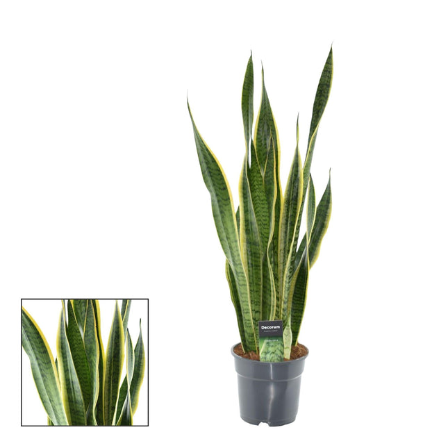 Sansevieria Laurentii XL – Bogenhanf – Ø17cm – Höhe ca. 70cm – Pflegeleichte Zimmerpflanze – Luftreinigend – Für Wohnzimmer, Büro & Schlafzimmer