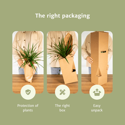 Tillandsia Air Mix – 5 Luftpflanzen – Ø6cm – Pflegeleichte Tillandsien – Mischung – Ohne Erde – Für helle Innenräume & kreative Deko