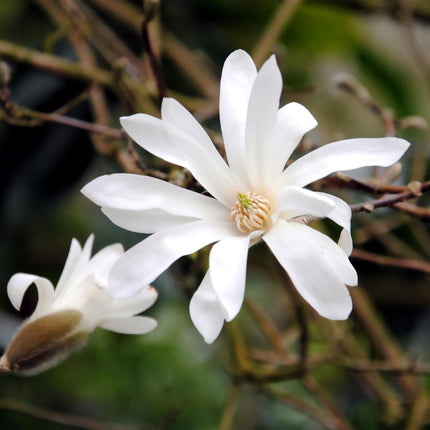 Magnolia stellata – 3 Pflanzen – 12cm – Höhe ca. 30cm – Laubabwerfender Zierstrauch mit weißen sternförmigen Blüten für Beet, Balkon & Terrasse