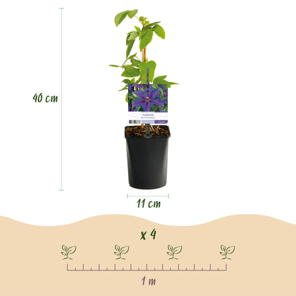 Kletterpflanze Clematis Mrs. N. Thompson – Lila Blüten – Wenig Pflege – 2 Pflanzen – 11 cm Höhe 40 cm – Für Garten, Balkon & Pergolen