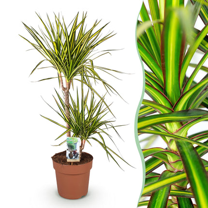 Dracaena Sunray – 90-100cm – 21cm – Pflegeleichter Drachenbaum in Grün – Gelb – Farbenfrohe Zimmerpflanze für Wohnzimmer, Büro & Eingangsbereich