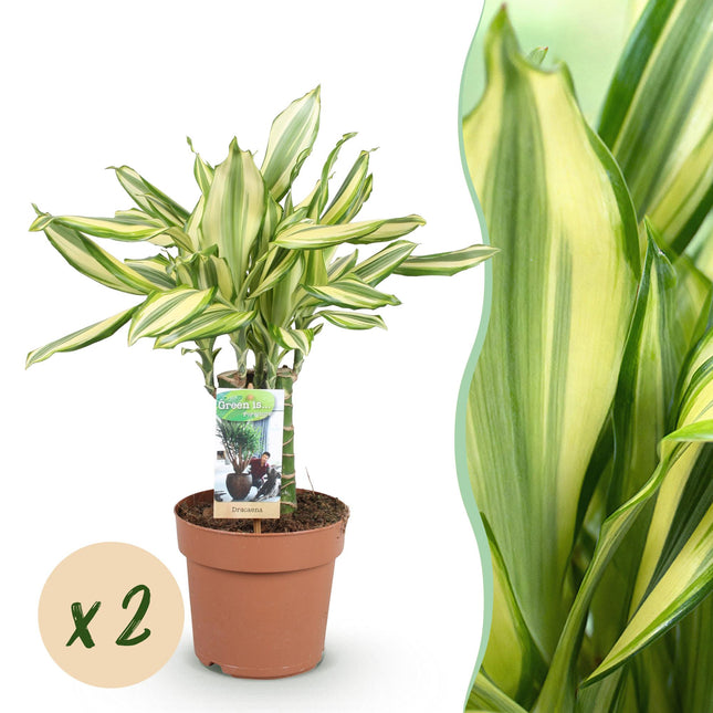 Dracaena fragrans Diamond Dream – 2 Drachenbäume – 50-55cm – 17cm – Pflegeleichte Zimmerpflanzen – Buntes Blattwerk & luftreinigend für Wohn