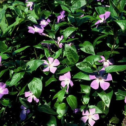 Großes Immergrün Vinca major – ↕10-25cm – Ø9cm – 6 Pflanzen – Immergrüner Bodendecker mit violett – blauen Blüten