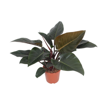 Baumfreund – Philodendron Congo Red – Zimmerpflanze – Ø27 cm – ↕80 cm – Herzförmige Blätter – Luftreinigend – Pflegeleicht