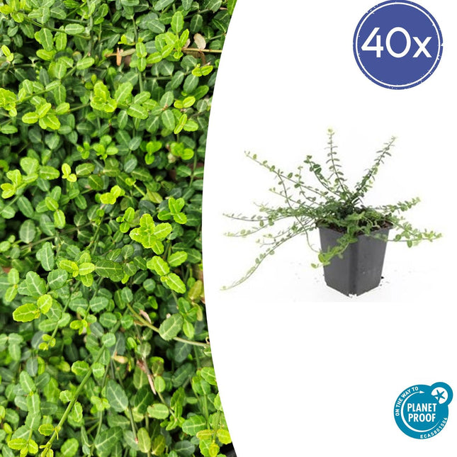Kleinblättrige Teppichspindel – Euonymus fortunei 'Minimus' – ↕10-25 cm – Ø9 cm – 40 Pflanzen – Bodendecker – Kompakt & Winterhart – Schattentolerant – Pflegeleicht