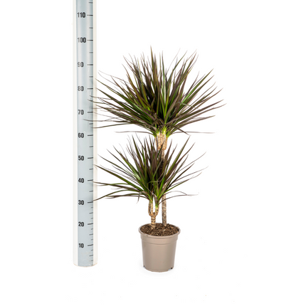 Drachenbaum Dracaena Marginata Magenta – Zimmerpflanze Ø19cm – 70-90cm hoch – Moderne Grünpflanze mit magentafarbenen Blatträndern – Pflegeleicht & dekorativ