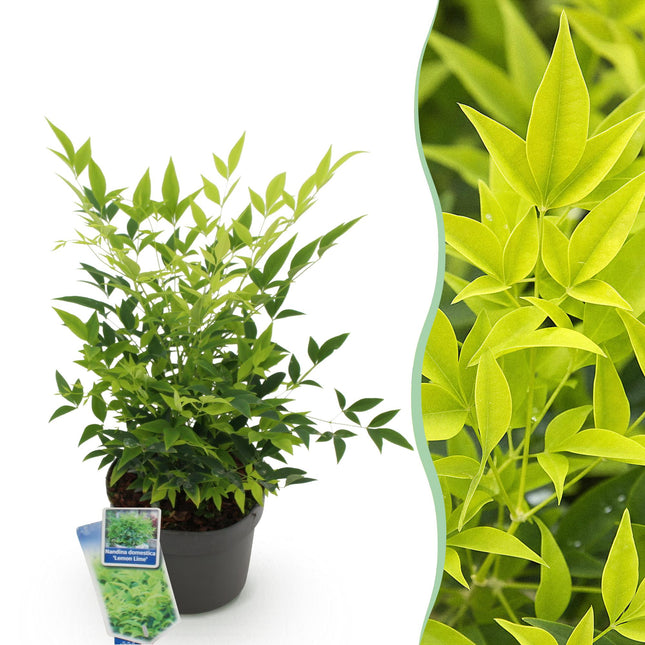 Heiliger Bambus Nandina Lemon & Lime – 17cm Höhe ca.45cm – Immergrün & farbintensiv – Gelbgrünes Laub – Pflegeleichter dekorativer Zierstrauch