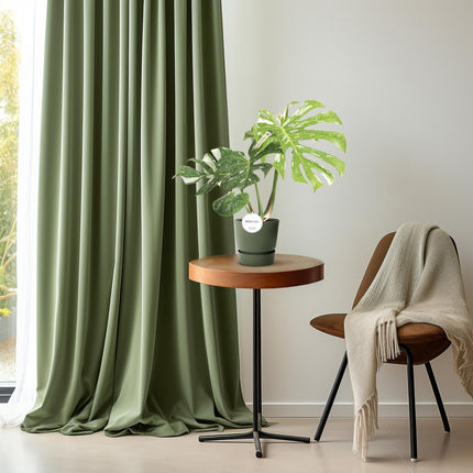Fensterblatt – Monstera Thai Constellation – Zimmerpflanze – Ø15cm – ↕40–50cm – Seltene Panaschierung & dekorative Blattform – Pflegeleicht & luftreinigend