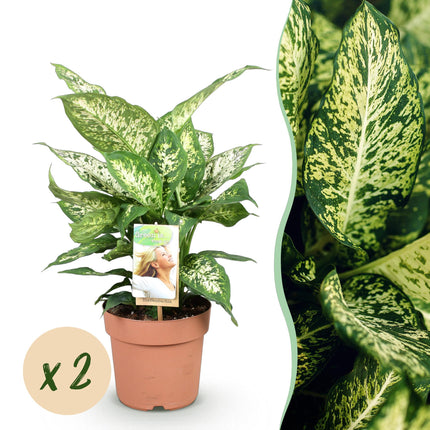 Dieffenbachia Compacta – Bunte Dieffenbachia – 2 Pflanzen – 45-50cm – 17cm
