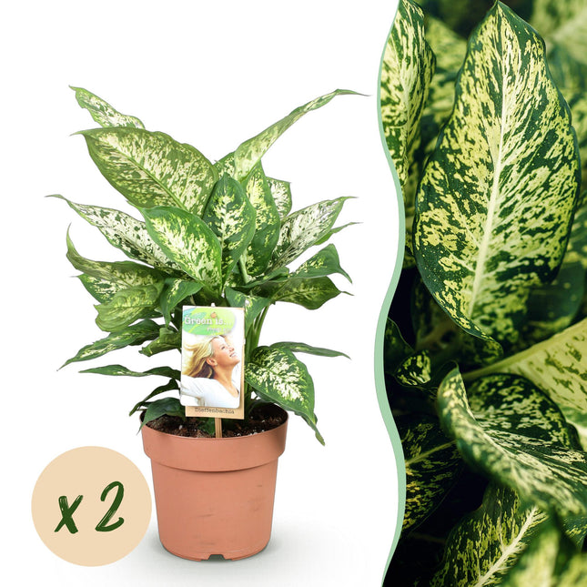Dieffenbachia Compacta – Bunte Dieffenbachia – 2 Pflanzen – 45-50cm – 17cm