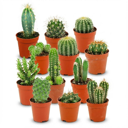 Mini Kaktus Set – 12 Kakteen – Ø5,5cm – Höhe 5-10cm – Pflegeleichte Zimmerpflanzen – Kleine Kakteen für Fensterbank Büro & Wohnraum