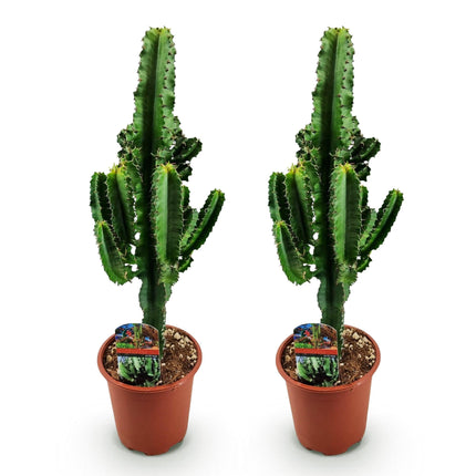 Wolfsmilchkaktus Euphorbia eritrea – Afrikanischer Milchbaum – 2 Pflanzen – 60cm – 17cm – Wolfsmilchkaktus in Grün mit rötlichen Akzenten