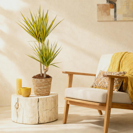 Dracaena Sunray – 90-100cm – 21cm – Pflegeleichter Drachenbaum in Grün – Gelb – Farbenfrohe Zimmerpflanze für Wohnzimmer, Büro & Eingangsbereich