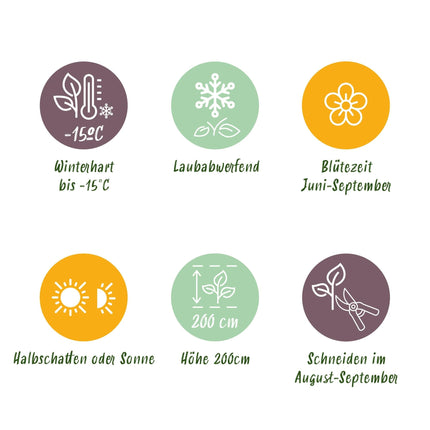 Hortensie Hydrangea macrophylla Tricolour – 3 Pflanzen in Rosa, Blau & Weiß – Ø17cm – ↕30cm – Blüte Juni–September – Laubabwerfend – Pflegeleicht & winterhart