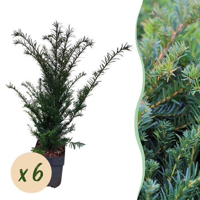 Europäische Eibe Taxus baccata – Immergrün – Heckenpflanze – 6 Pflanzen – 17 cm x H60 cm – pflegeleicht