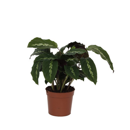 Calathea Maui Queen – 35cm – Ø12cm – Exotische Korbmarante mit dekorativ gemusterten Blättern – Luftfeuchtigkeitsliebend & dekorativ