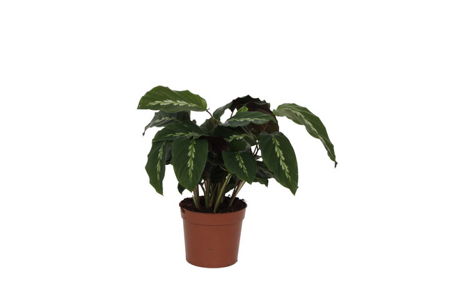 Calathea Maui Queen – 35cm – Ø12cm – Exotische Korbmarante mit dekorativ gemusterten Blättern – Luftfeuchtigkeitsliebend & dekorativ