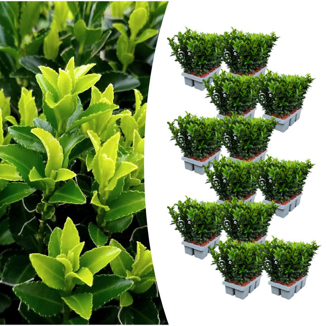 Japanischer Spindelstrauch Euonymus 'Green Spire' – Ø7cm, Höhe 15cm – 72 Pflanzen – Winterhart, Pflegeleicht, Schlank & Aufrecht – Ideale Buchsbaum-Alternative für Hecken & Garten