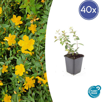Johanniskraut Hypericum dummeri 'Peter Dummer' – ↕10-25cm – Ø9cm – 40 Pflanzen – Winterharter Bodendecker mit gelben Blüten