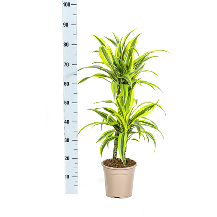 Drachenbaum Dracaena Deremensis Lemon Lime – Zimmerpflanze – Ø19cm – 70-90cm hoch – Lebendige grüne Blätter mit hellgrünem Rand – Pflegeleicht & dekorativ