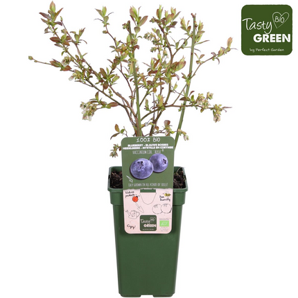Vaccinium corymbosum 'Reka' – Blaubeere – Ø13cm – ↕45cm – Bio-Anbau – Ertragreiche Heidelbeere