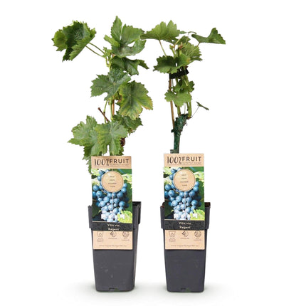 Weinrebe – Blaue Traube – Vitis vinifera Regent – Obstpflanze – 2 Pflanzen – 15cm – Höhe ca. 50cm