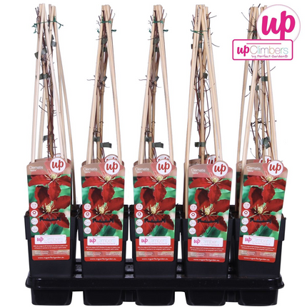 Clematis Niobe – Rote Blüten – Kletterpflanze – Ca. 65 cm hoch – Ø15 cm – Reichblühend & winterhart – Für Spalier, Zaun & Kübel