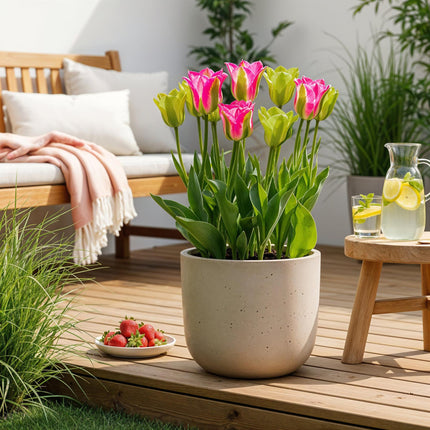 Blumenzwiebeln Tulipa Strawberry Lemonade – Rosa & Gelb – 12 Stück – Zwiebelgröße 11/12 – Bunte Tulpen für Garten, Balkon & Terrasse – Frühjahrsblüher