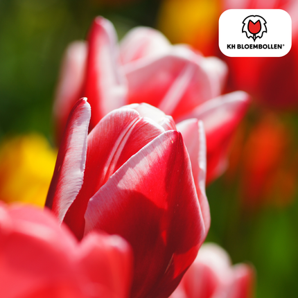 Tulpenzwiebeln Candy Apple Delight – 20 Blumenzwiebeln – Rot-weiße Tulpen – Frühlingstulpen für Garten & Topf – Frisch vom Züchter