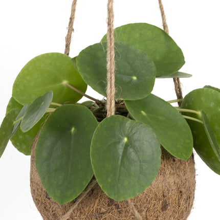Kokodama Pilea Peperomioides – 20cm – Ø15cm – Nachhaltige Pfannkuchenpflanze im Kokodama – Kokostopf – Chinesische Geldpflanze