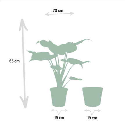 Zimmerpflanzen-Set Alocasia Cucullata + Alocasia Wentii – Ø19 cm – ↕60 cm – 2er-Set – Luftreinigend – Tropisches Design – Mit Korb Selin
