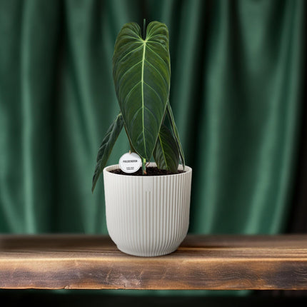 Philodendron Melanochrysum – Zimmerpflanze – Ø21cm – ↕75cm – Exotisches Klettergewächs mit samtigen Blättern – Pflegeleicht & luftreinigend – Für Wohnzimmer & Büro