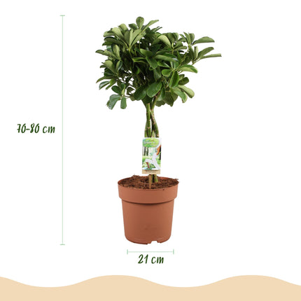 Schefflera Nora – 70-82cm – 21cm – Pflegeleichter Fingerbaum – Dunkelgrüne Zimmerpflanze für Wohnzimmer, Büro & Schlafzimmer – Luftreinigend & robust