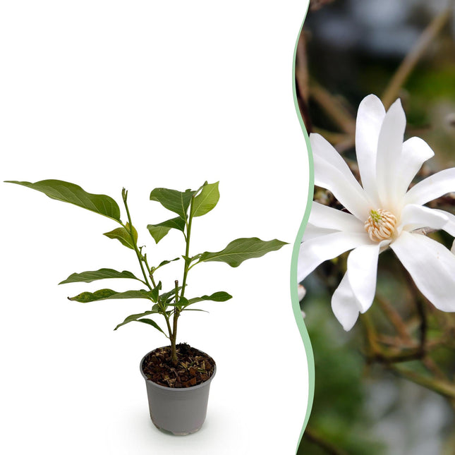 Magnolia stellata – 12cm – Höhe ca. 30cm – Laubabwerfende Stern – Magnolie mit weißen bis hellrosa Frühjahrsblüten