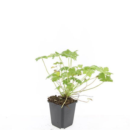 Geranium 'Tiny Monster' – 48 Pflanzen – ↕10-25cm – Ø9cm – Winterharte Staude mit rosa Blüten – Pflegeleicht & bienenfreundlich – Für Beete & Bodendecker