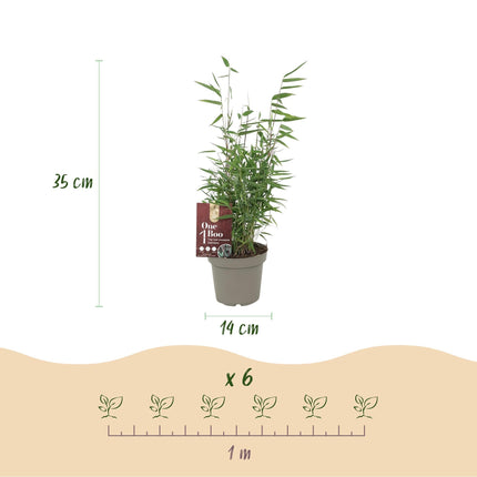 Bambus Fargesia Red Dragon – Immergrün – 4 Pflanzen – Nicht ausbreitend – Mit roten Stängeln – Für Hecke, Garten & Terrasse – Ø14cm Höhe ca. 35cm