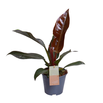 Philodendron Imperial Red Feel Green – Zimmerpflanze – Ø14cm – 35cm hoch – Rote Blätter – Pflegeleicht & luftreinigend