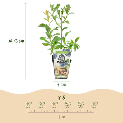 Blaubeere Vaccinium corymbosum Bluegold winterhart 6 Pflanzen Ø9cm Höhe30cm – Ertragreiche Heidelbeere für Garten Balkon & Terrasse