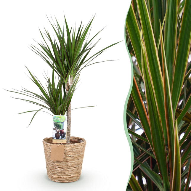 Dracaena Marginata – 90-100cm – 21cm inkl. Naturkorb – Pflegeleichter Drachenbaum – Grün mit rotem Rand