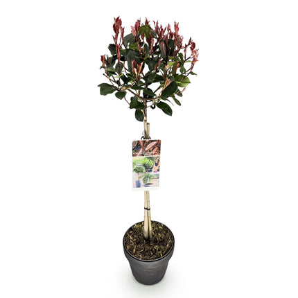 Glanzmispel Photinia fraseri Little Red Robin – 19cm Höhe ca.90cm – Immergrün & winterhart – Grün-rotes Laub – Ziergehölz