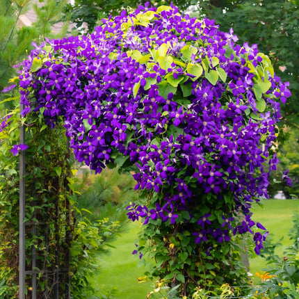 Kletterpflanze Clematis Jackmanii – Tiefviolette Blüten – Wenig Pflege – 2 Pflanzen – 11 cm Höhe 40 cm – Für Garten, Balkon & Pergolen
