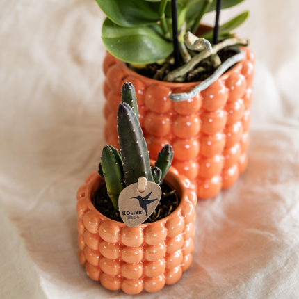 Pflanzenset Poppy Orange – Orange Phalaenopsis Orchidee Jamaica & Stapelia Sukkulente – Inklusive dekorative Keramiktöpfe – 2-Set Zimmerpflanzen – Farbe & Stil für Zuhause