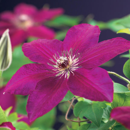 Kletterpflanze Clematis Westerplatte – Tiefviolette Blüten mit weißem Rand – 2 Pflanzen – 11 cm x H40 cm – Pflegeleicht & Robust – Ideal für Garten, Balkon & Pergolen