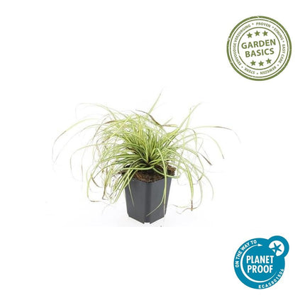 Gold Segge Carex oshimensis 'Evergold' – ↕10-25cm – Ø9cm – 12 Pflanzen – Bodendecker – Immergrün – Pflegeleicht – Schattentauglich