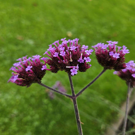 Hohes Eisenkraut Verbena bonariensis 'Lollipop' – ↕10-25cm – Ø9cm – 60 Pflanzen – Lilafarbene Blüten – Kompakt & pflegeleicht – Bienen