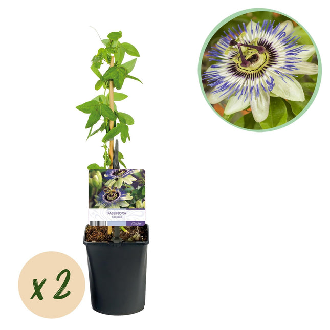 Passionsblume Passiflora caerulea – 2 Pflanzen 11cm – ca. 40cm hoch – Kletterpflanze mit blau-weißen Blüten – Pflegeleicht & winterhart – Für Garten, Pergola & Balkon