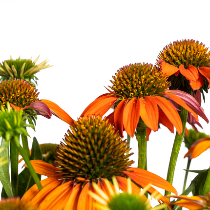 Echinacea purpurea Orange – Sonnenhut mit orangefarbenen Blüten – Ø 19 cm – Höhe 60–70 cm – Staudenpflanze – Für Beet & naturnahe Gärten – Sonniger Standort – Pflegeleicht