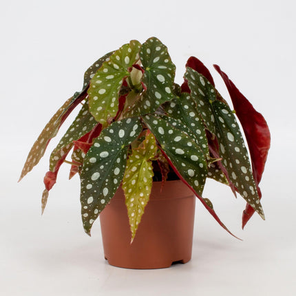 Forellenbegonie – Begonia Maculata 'Wightii' – Zimmerpflanze – Ø12cm – ca. 20cm hoch – Exotische Begonie mit silbergepunkteten Blättern – Dekorative & pflegeleichte Grünpflanze für Innenräume