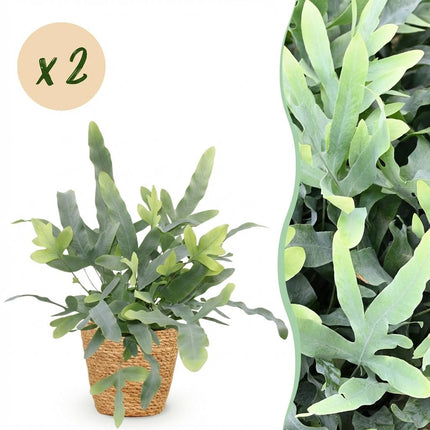 Phlebodium aureum Blue Star 2er Set Zimmerpflanzen inkl. Naturkorb